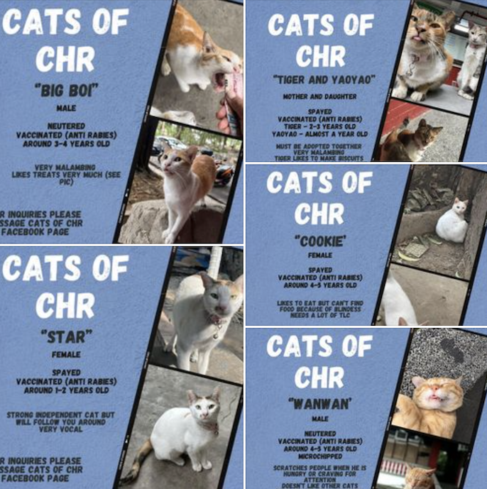 cats of CHR